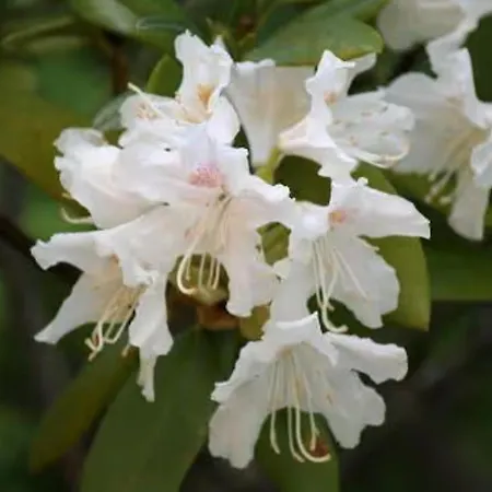 Fuer 3, Nicht Fuer Monteure Niederau