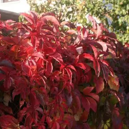 Fuer 3, Nicht Fuer Monteure Lejlighed Niederau