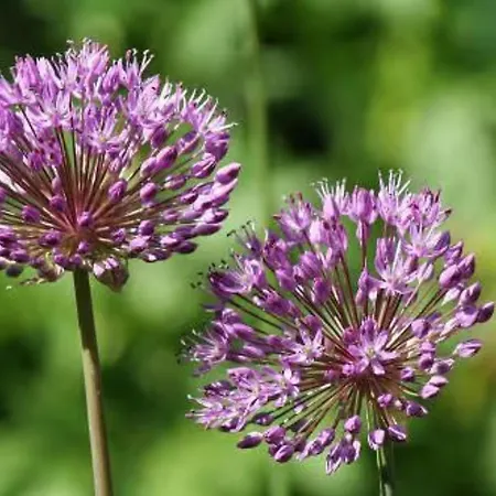 Fuer 3, Nicht Fuer Monteure Niederau