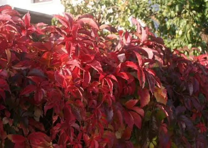 Fuer 3, Nicht Fuer Monteure Apartment Niederau