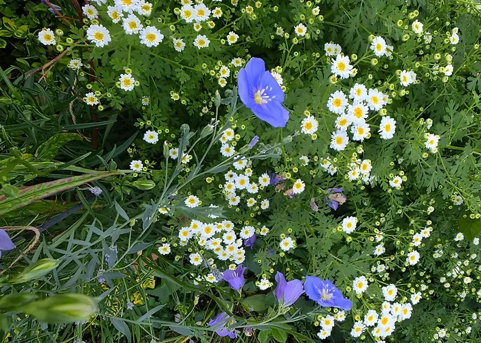 Fuer 3, Nicht Fuer Monteure * Niederau